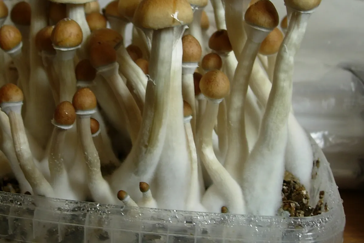 Cultivated Psilocybe cubensis fruiting bodies with small brown caps and tall white stems in a grow box. This is not the Acadian Coast strain.