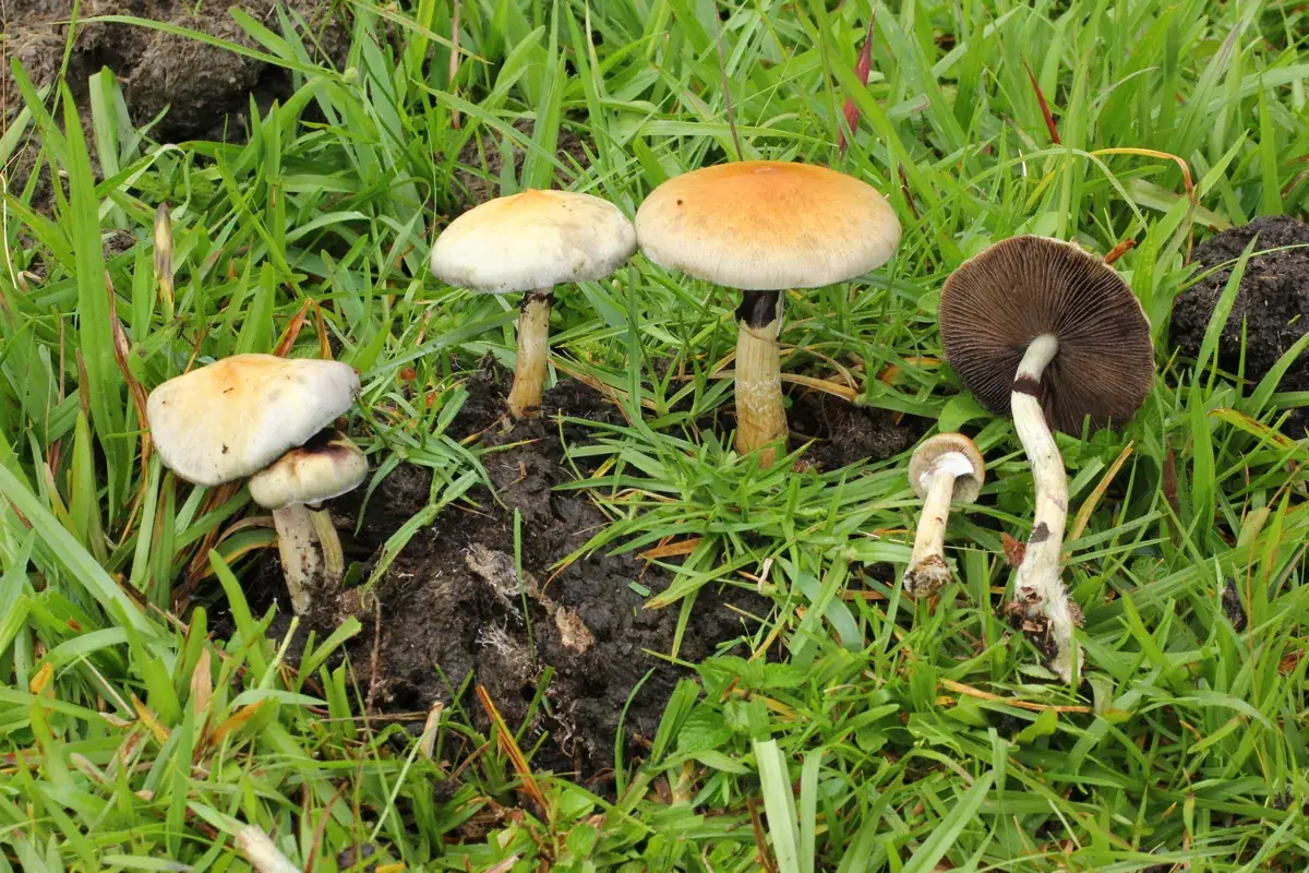 Wild Psilocybe cubensis fruiting bodies in grass. One cap is flipped to show dark gills. This is not the B+ strain.