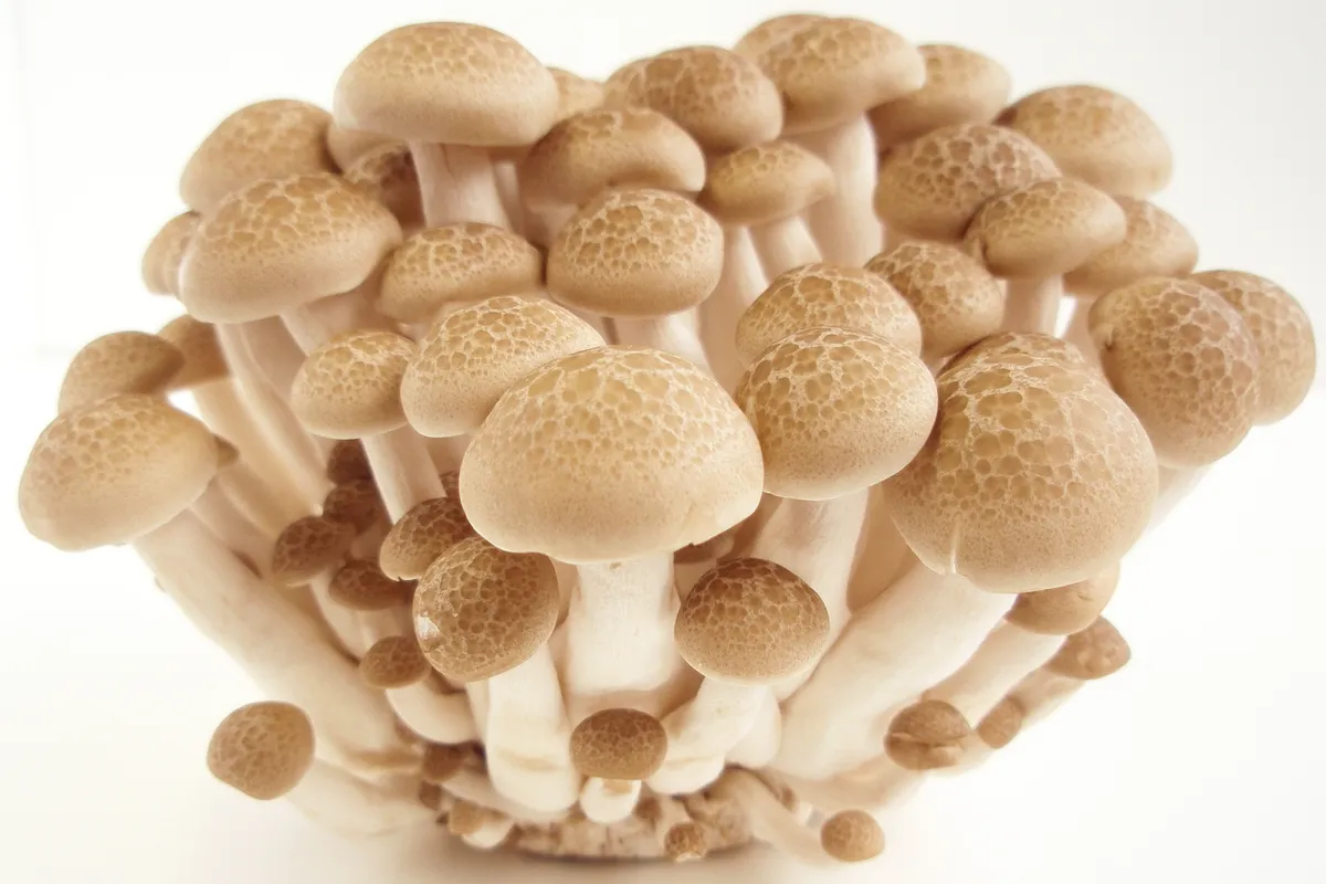 Cultivated Hypsizygus marmoreus beech shimeji fruiting bodies in a tight cluster