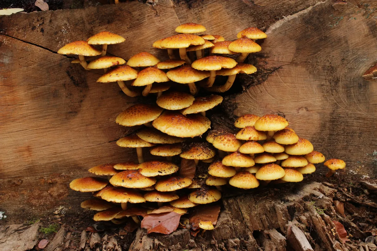 Wild Pholiota adiposa chestnut mushroom fruiting bodies with golden scaly caps
