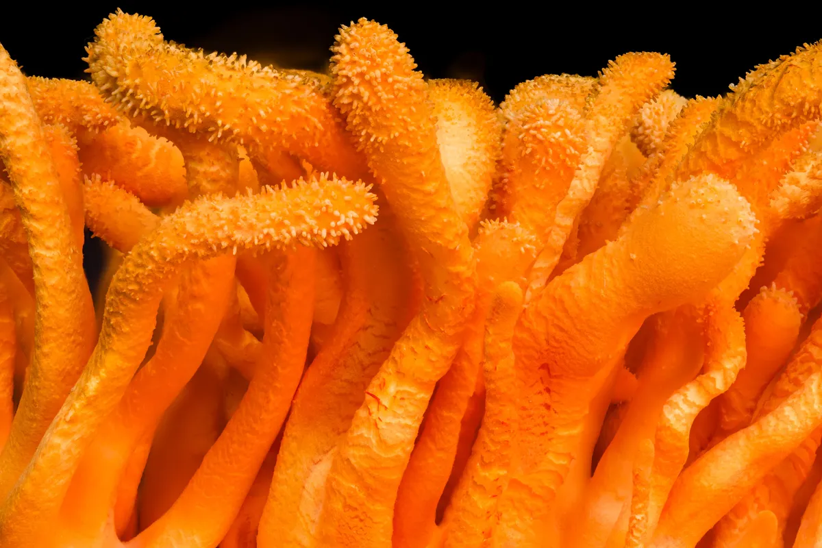 Close view of bright orange Cordyceps militaris fruiting bodies