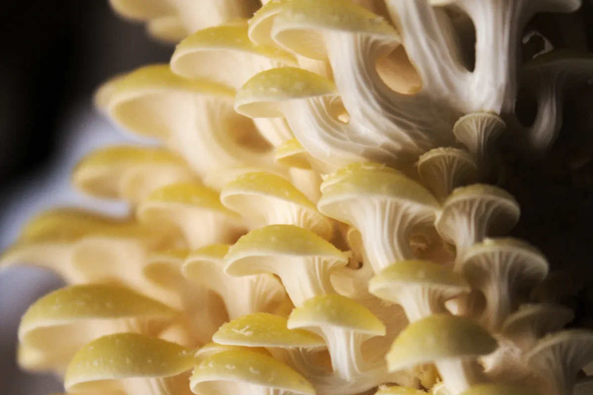 Cluster of yellow Pleurotus citrinopileatus golden oyster fruiting bodies