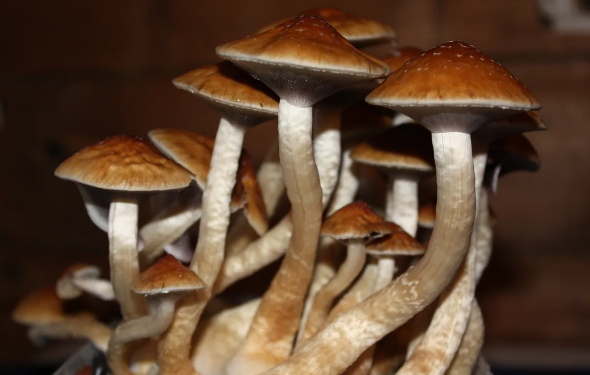 Cluster of Golden Teacher Psilocybe cubensis fruiting bodies with golden-brown caps and white stems