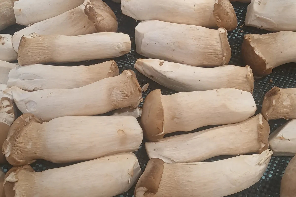 Harvested king oyster Pleurotus eryngii fruiting bodies with thick white stems laid in rows