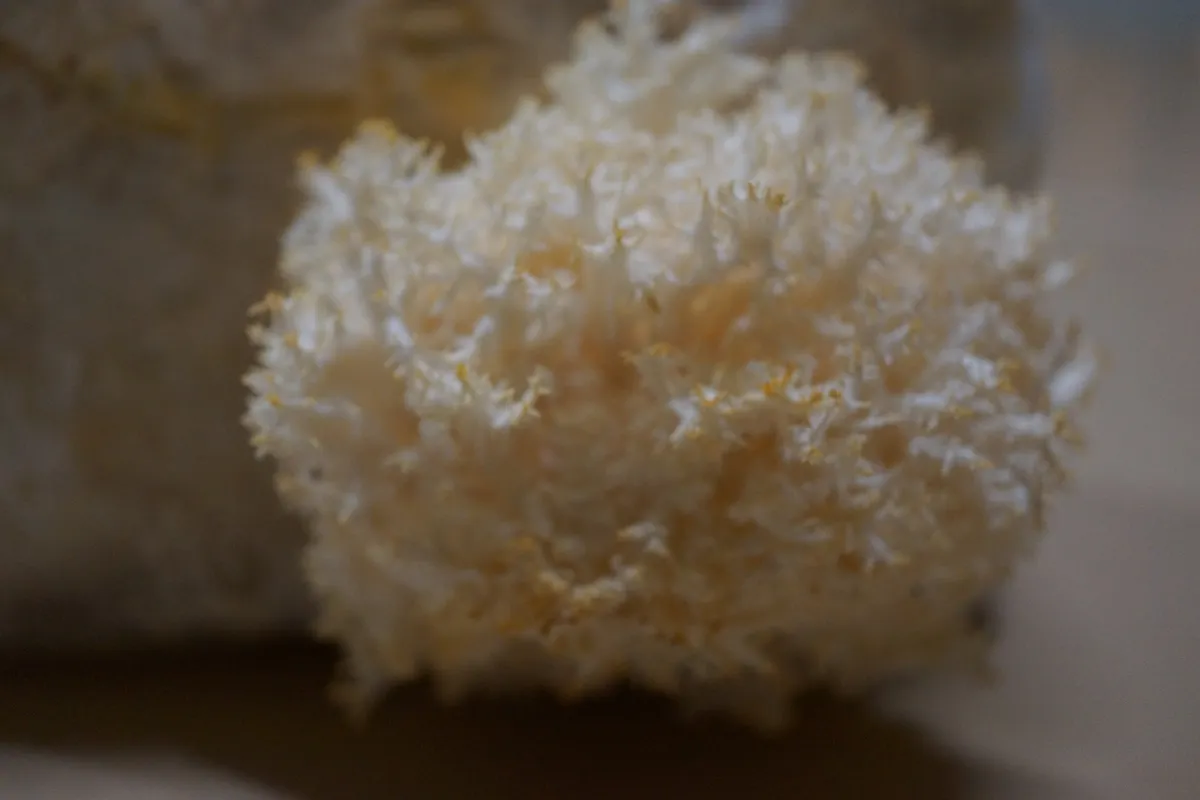 Cultivated Lion's Mane Hericium erinaceus fruiting body with dense white spines