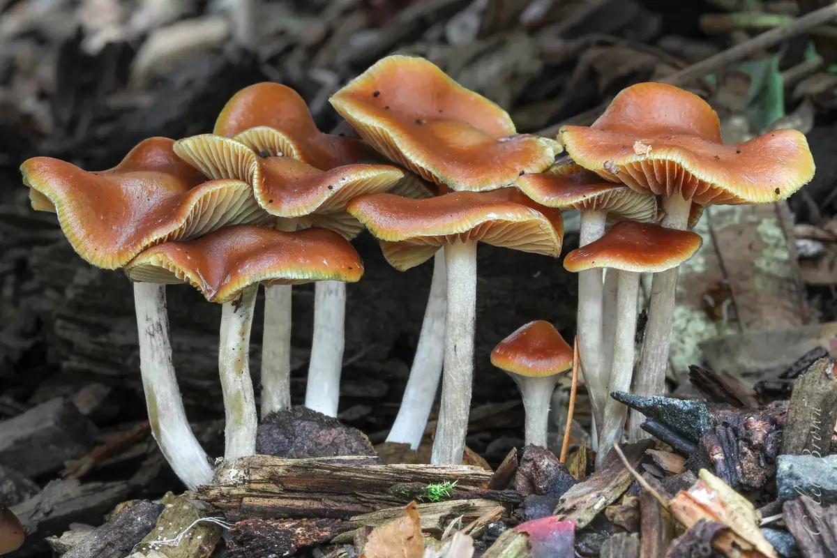 Cluster of Psilocybe cyanescens fruiting bodies with wavy caramel caps and white stems on wood chips
