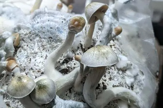 Cultivated Psilocybe natalensis fruiting bodies with pale tan caps and long white stems