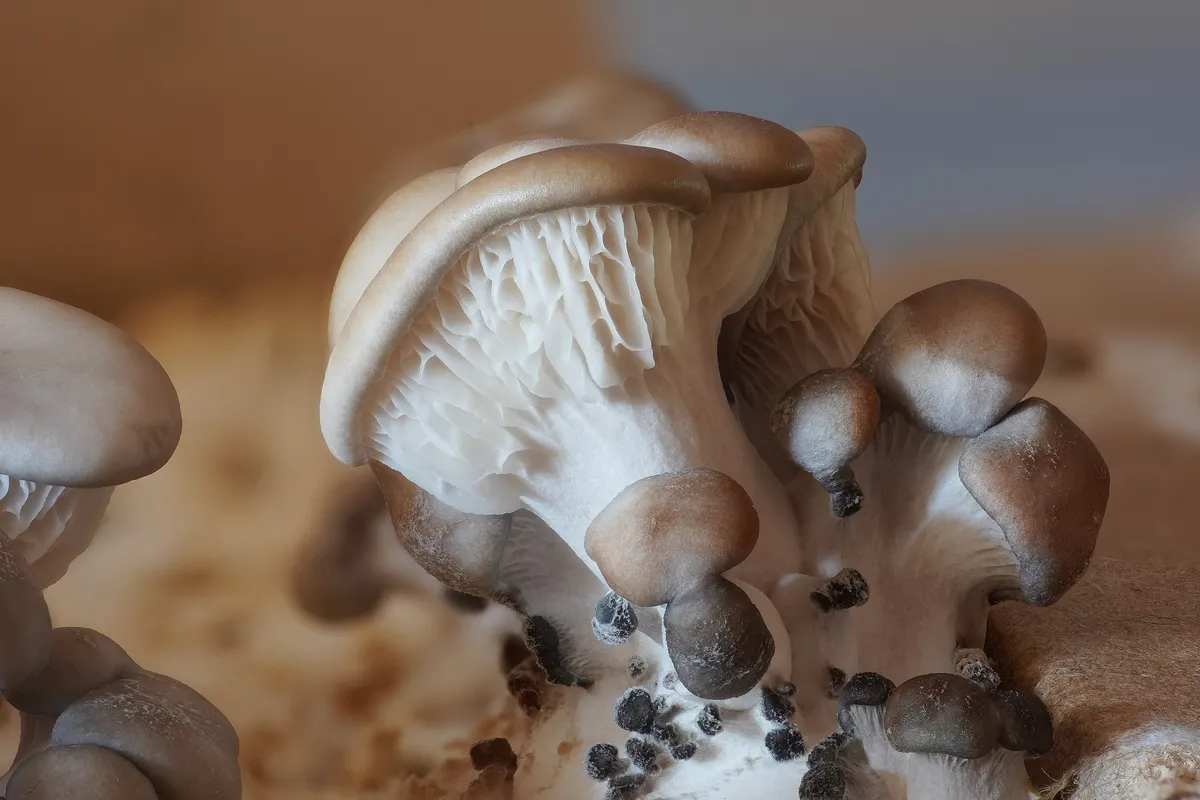 Young cultivated Pleurotus ostreatus oyster fruiting bodies on wood chip substrate
