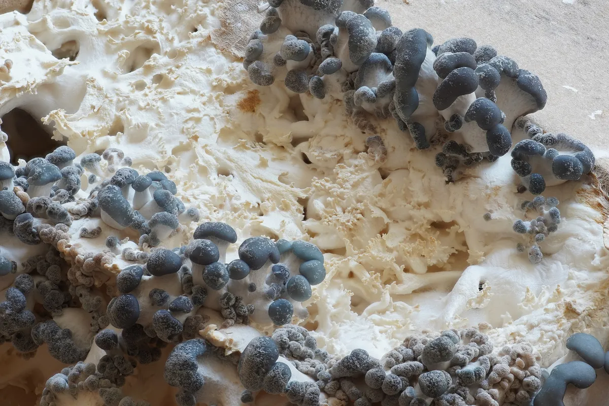 Young grey Pleurotus ostreatus oyster fruiting bodies from a grow kit