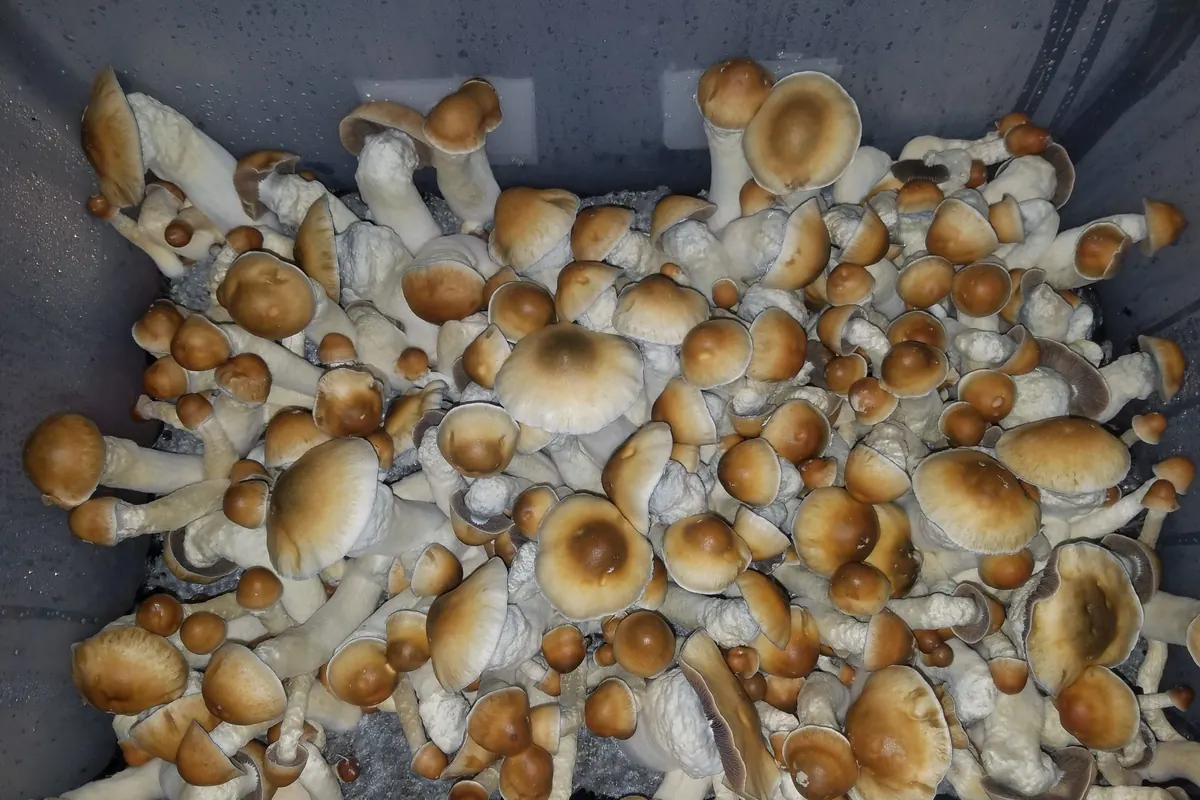 Tub of cultivated Psilocybe cubensis fruiting bodies with tan caps and thick white stems, labeled Penis Envy by the grower