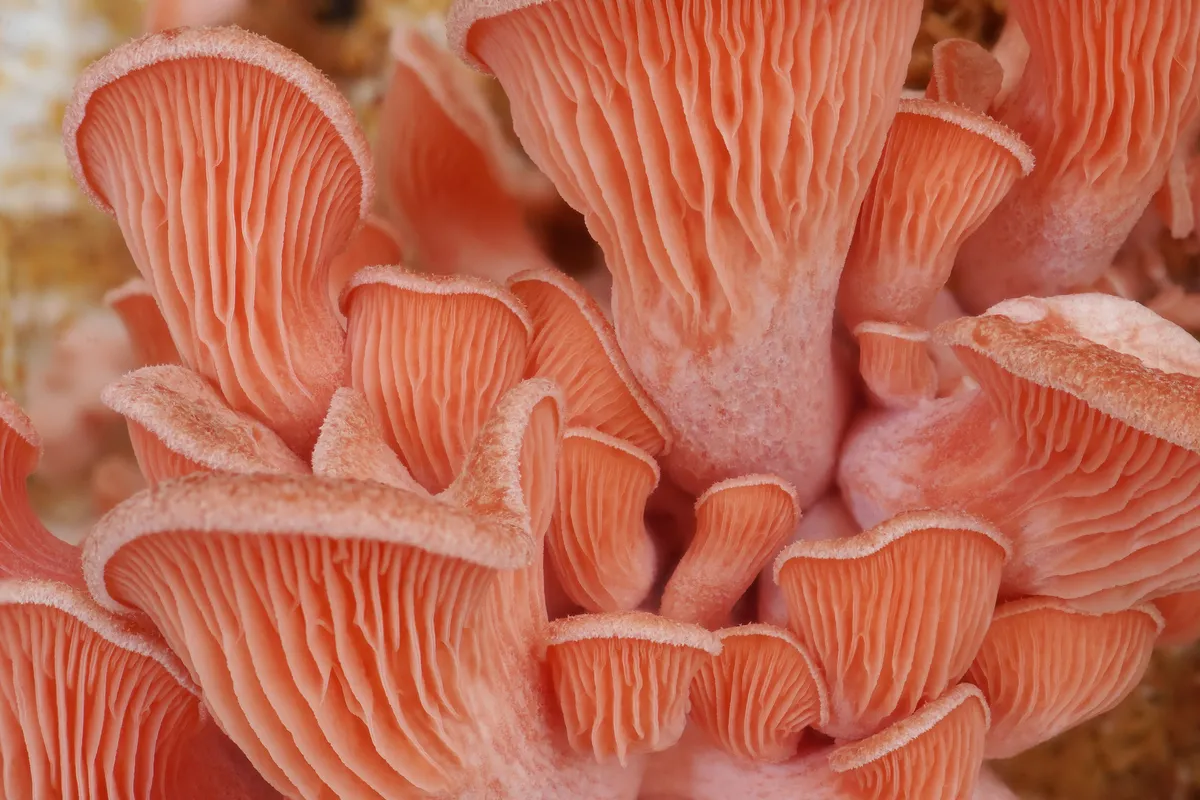 Cultivated pink Pleurotus djamor oyster fruiting bodies