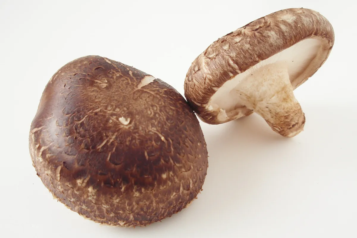 Shiitake Lentinula edodes fruiting bodies with thick brown caps