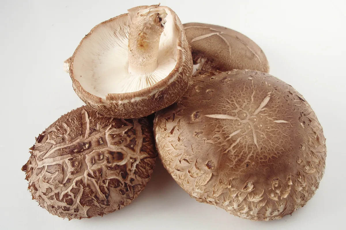 Shiitake Lentinula edodes fruiting bodies with brown caps