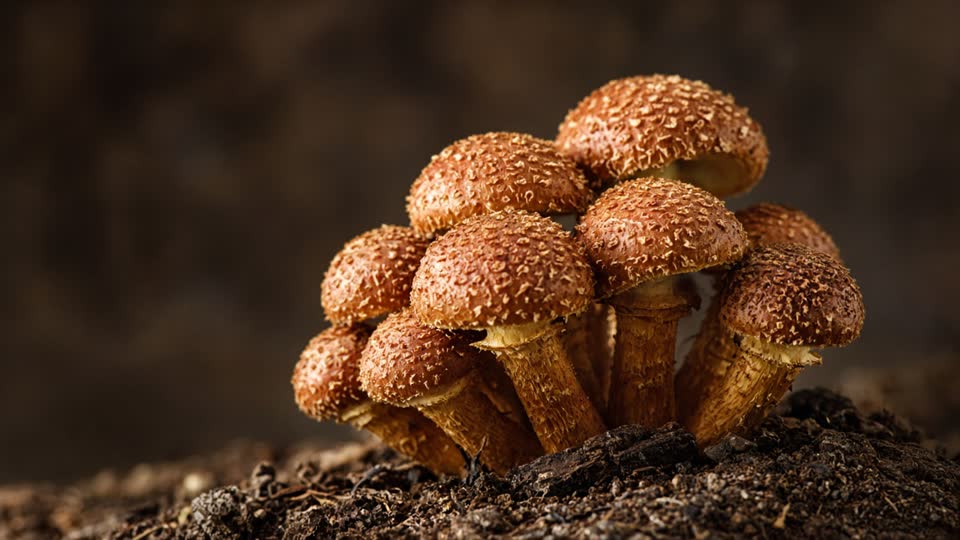 Chestnut Mushroom · Pholiota adiposa