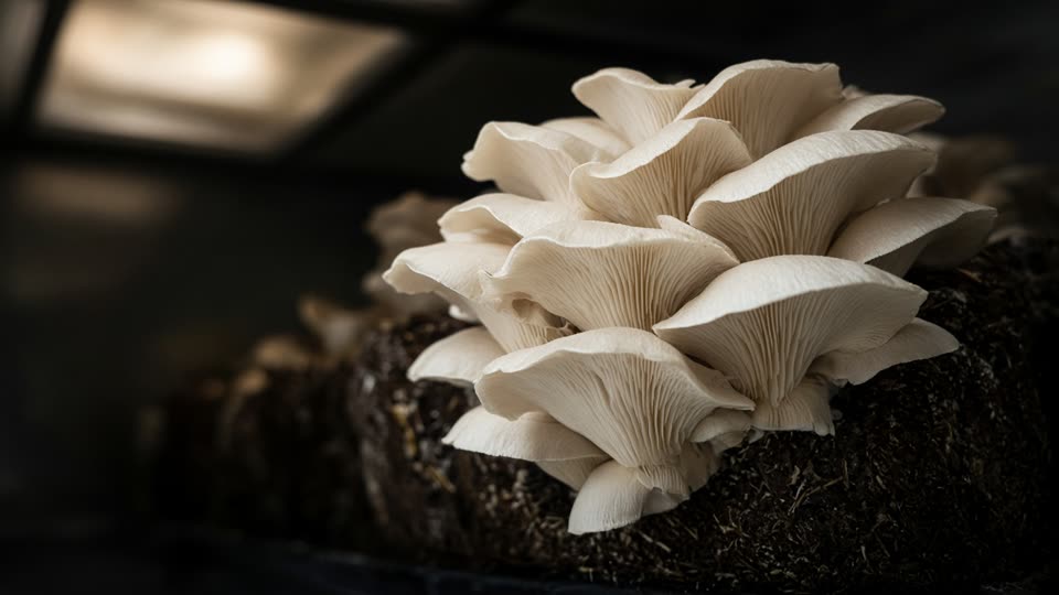 Pearl Oyster · Pleurotus ostreatus
