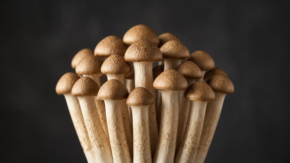 Pioppino · Cyclocybe aegerita