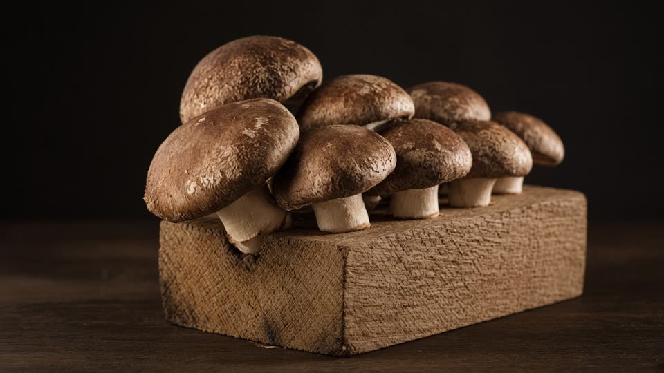 Shiitake · Lentinula edodes