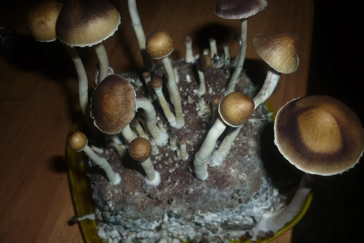 Cultivated Psilocybe cubensis fruiting bodies with brown caps and white stems. This is not the Treasure Coast strain.