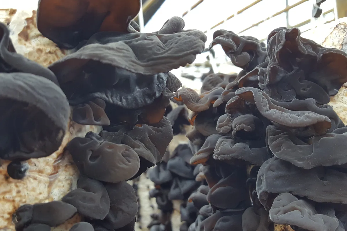 Dark wood ear Auricularia fruiting bodies on a mushroom farm